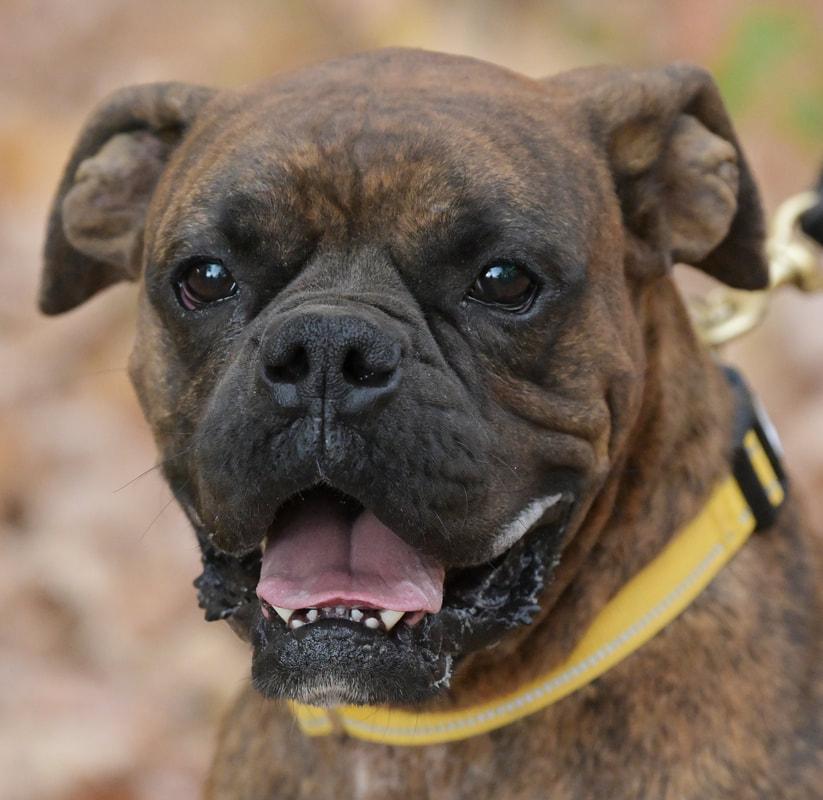 Ozzy, Adult Male Boxer