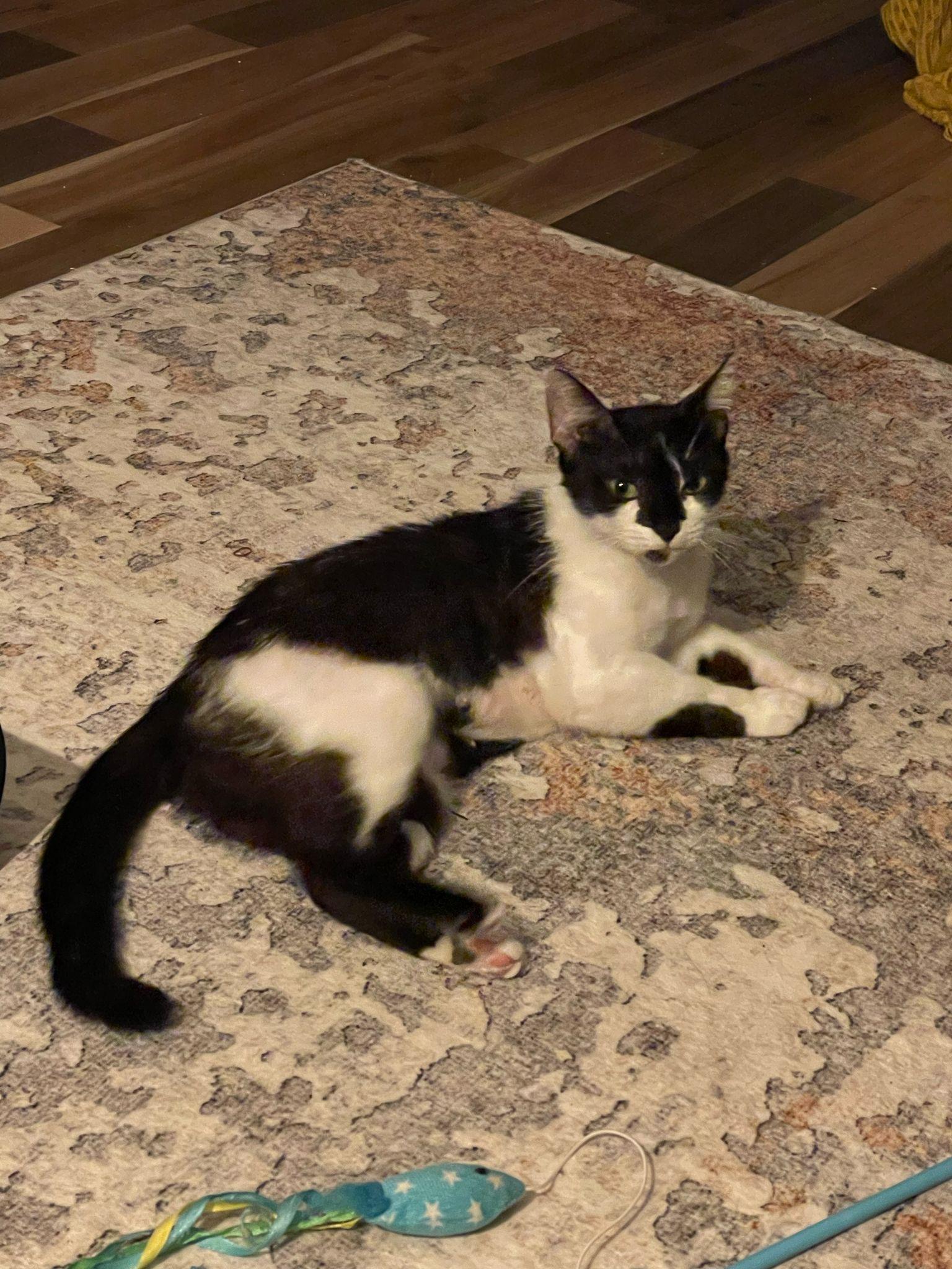 Samantha, Adoptable, Adult Female Domestic Short Hair.