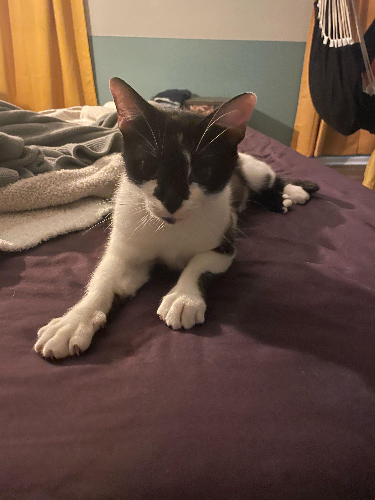 Enlarge Samantha, a Adoptable Domestic Short Hair in Inman, SC image 2/4