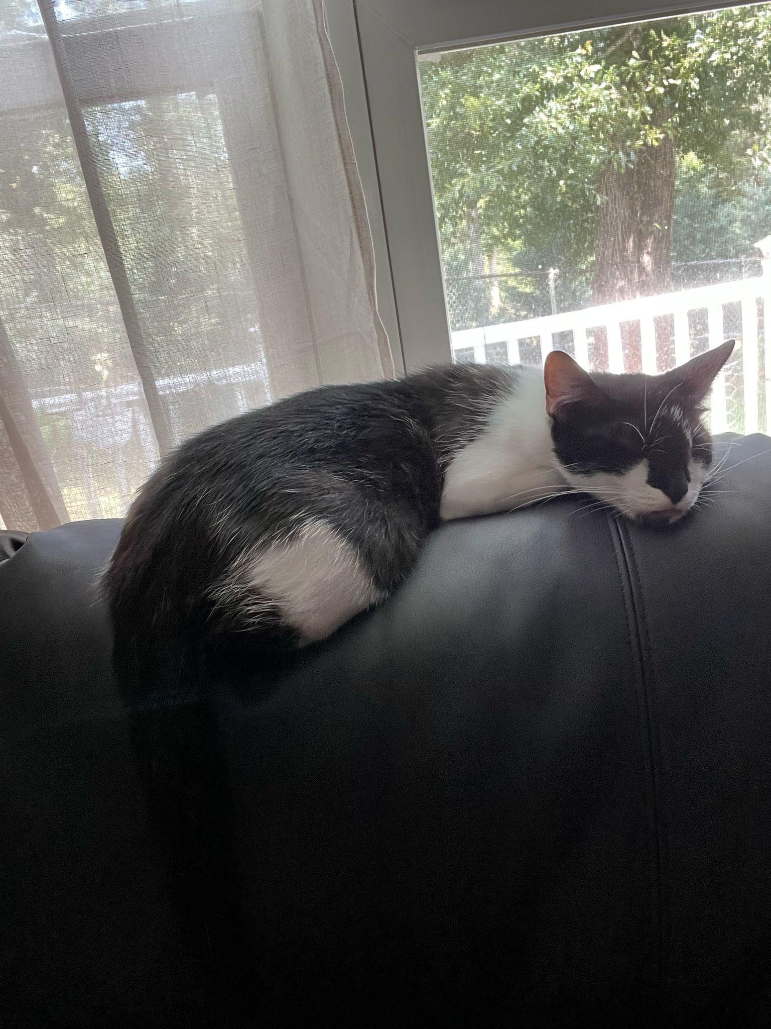 Enlarge Samantha, a Adoptable Domestic Short Hair in Inman, SC image 4/4