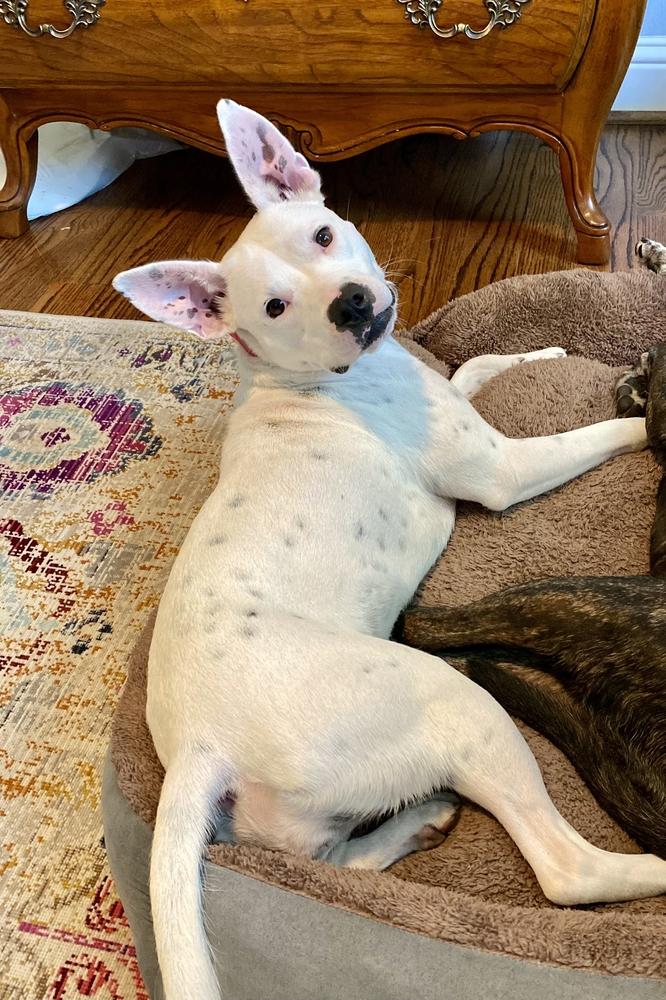 Enlarge Betty White, a Adoptable mixed breed in Thompson, CT image 6/6