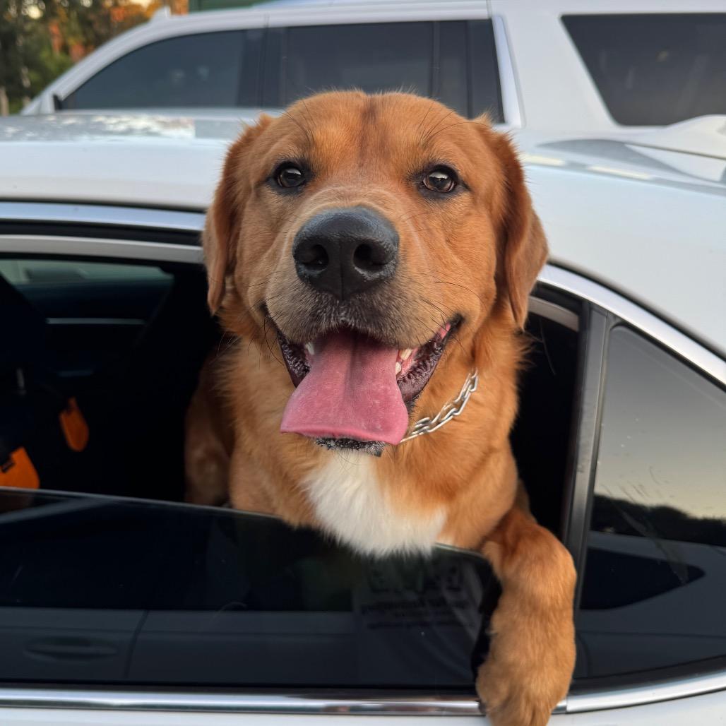 Enlarge COOPER, a Adoptable mixed breed in Indiantown, FL image 5/6