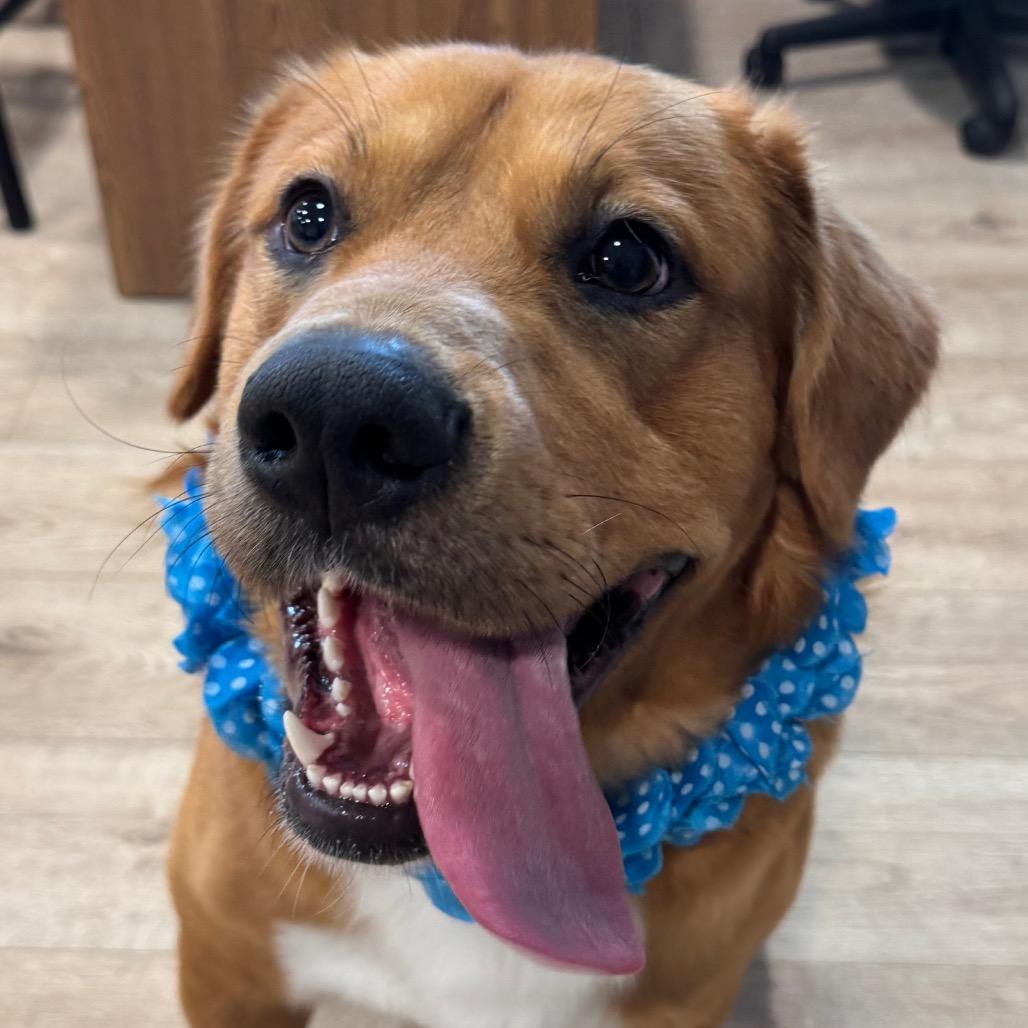 Enlarge COOPER, a Adoptable mixed breed in Indiantown, FL image 3/6