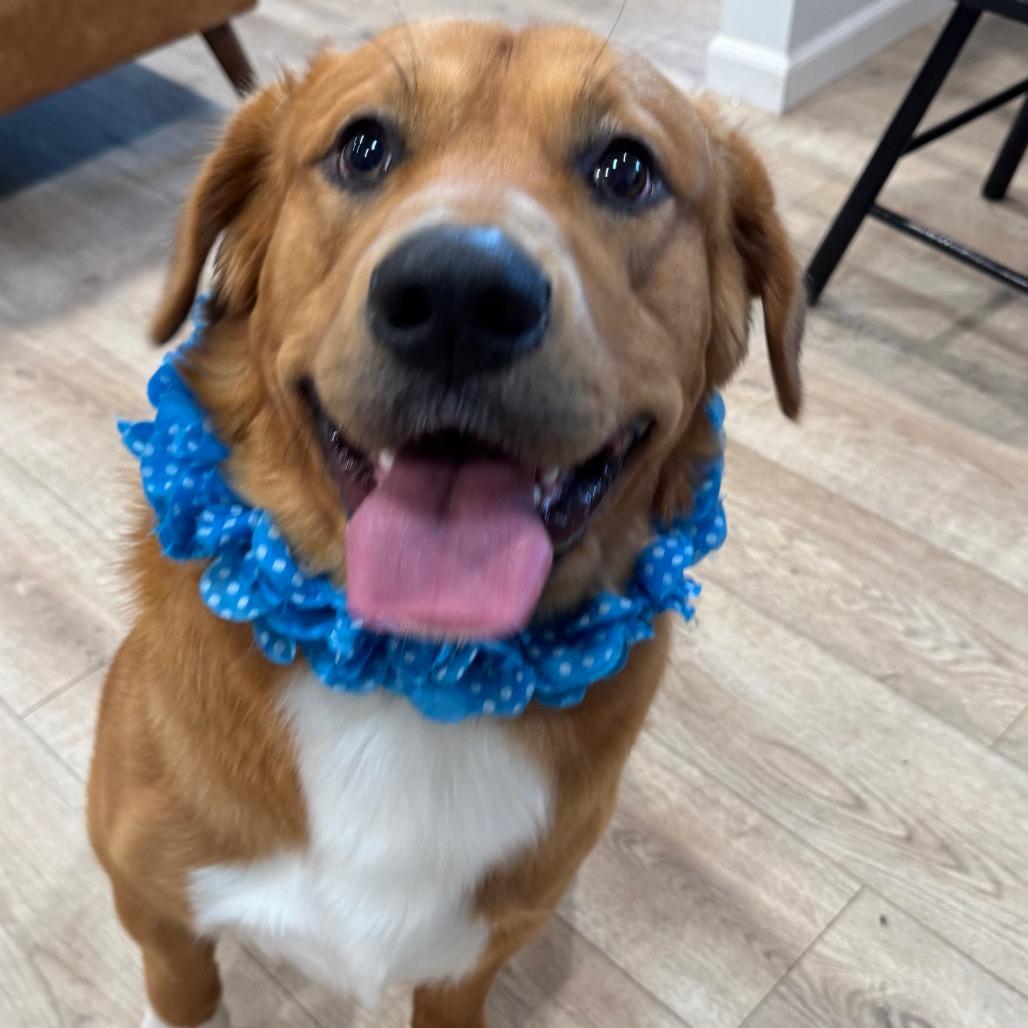 Enlarge COOPER, a Adoptable mixed breed in Indiantown, FL image 4/6