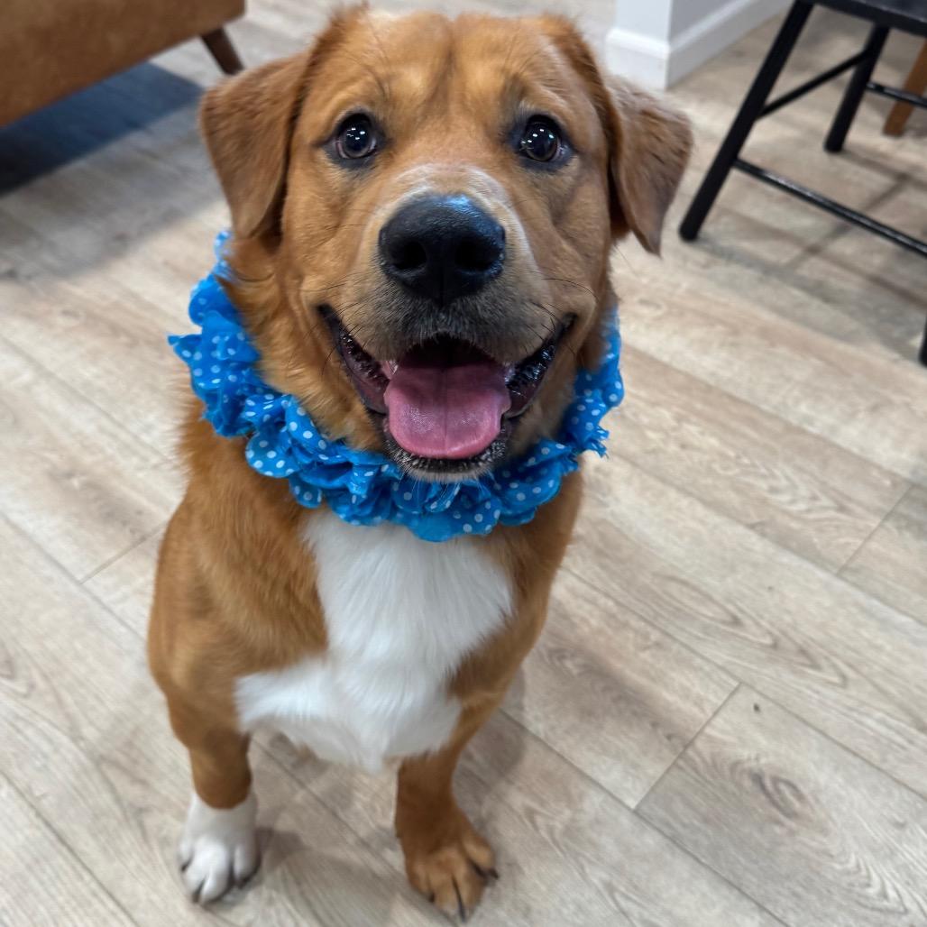 Enlarge COOPER, a Adoptable mixed breed in Indiantown, FL image 6/6