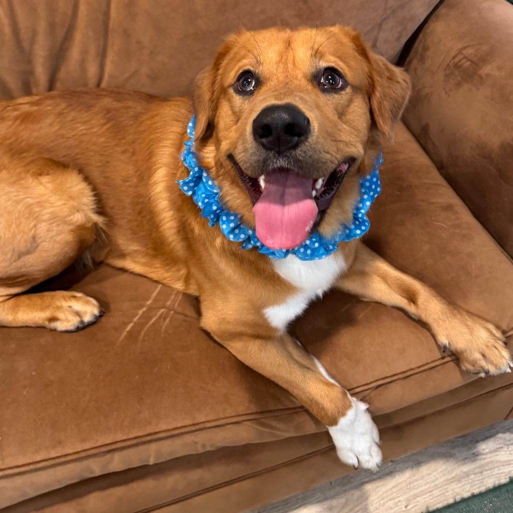 Enlarge COOPER, a Adoptable mixed breed in Indiantown, FL image 2/6
