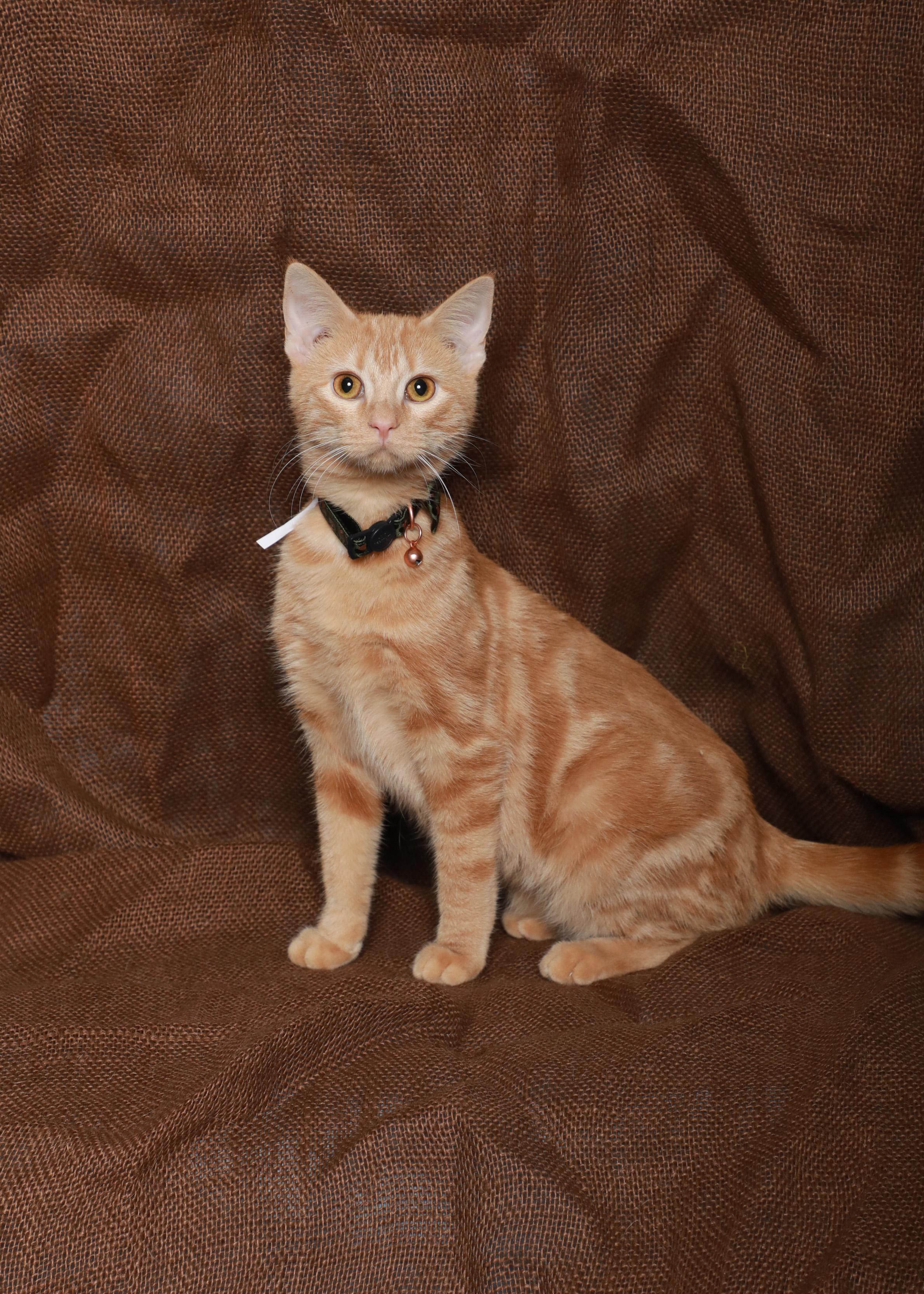 Lia, an adoptable Domestic Short Hair in Rock Falls, IL image 1/3