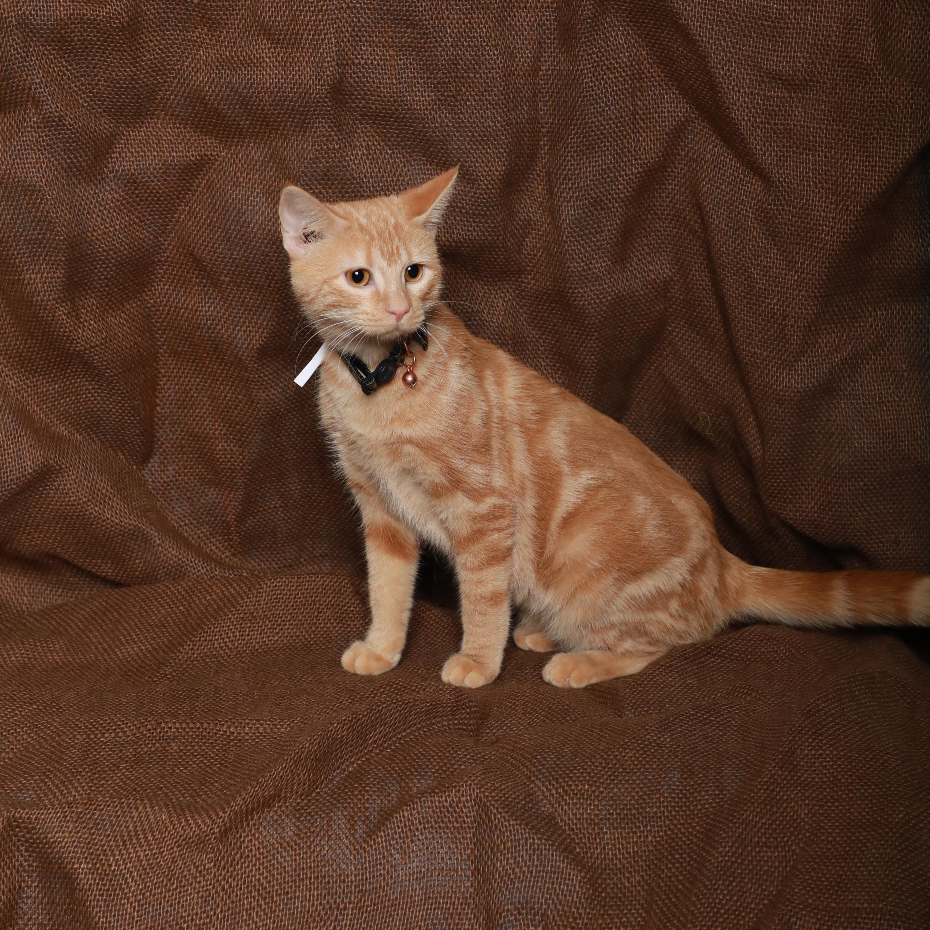 Lia, an adoptable Domestic Short Hair in Rock Falls, IL image 2/3