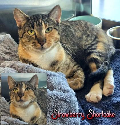 Enlarge Strawberry Shortcake, a Adoptable Domestic Short Hair in Longview, TX image 1/3