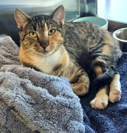 Enlarge Strawberry Shortcake, a Adoptable Domestic Short Hair in Longview, TX image 2/3
