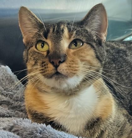 Enlarge Strawberry Shortcake, a Adoptable Domestic Short Hair in Longview, TX image 3/3