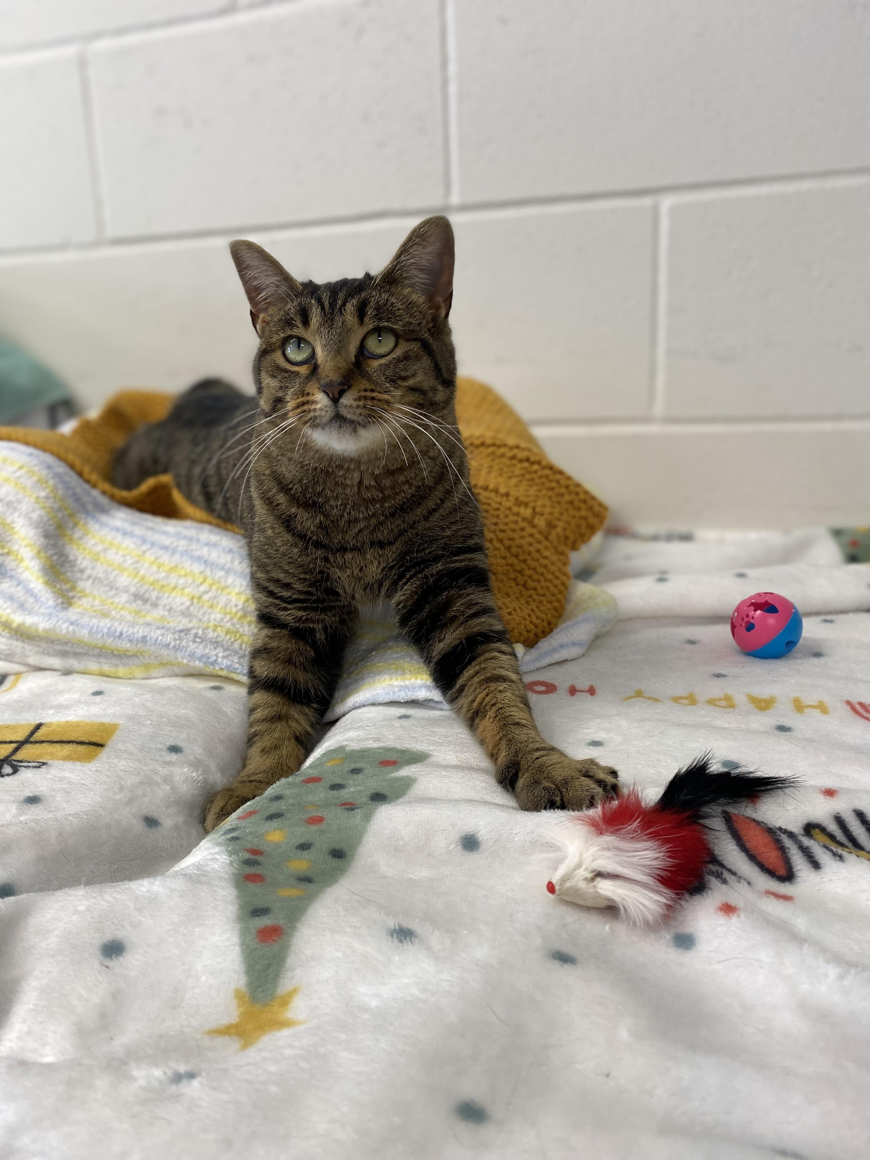 Enlarge Honey, a ADOPTABLE Domestic Short Hair in Cannington, ON image 1/1