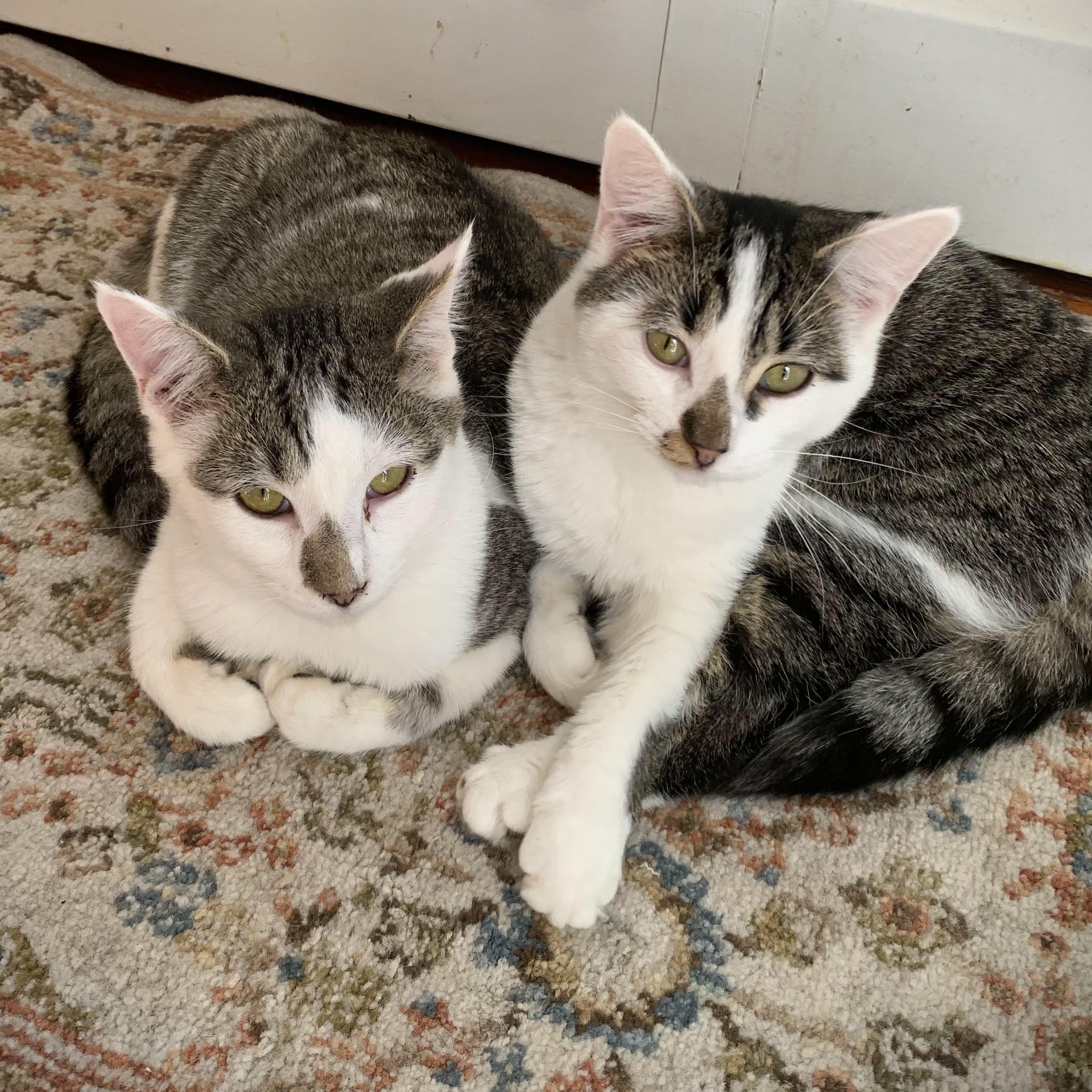 Jenna, Jackie, & Joey — thumbnail 3