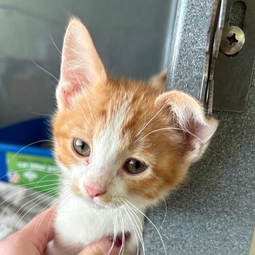 Bada Bing, Adoptable, Young Male Domestic Short Hair.