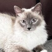 Isla, Adoptable, Adult Female Ragdoll & Domestic Medium Hair.