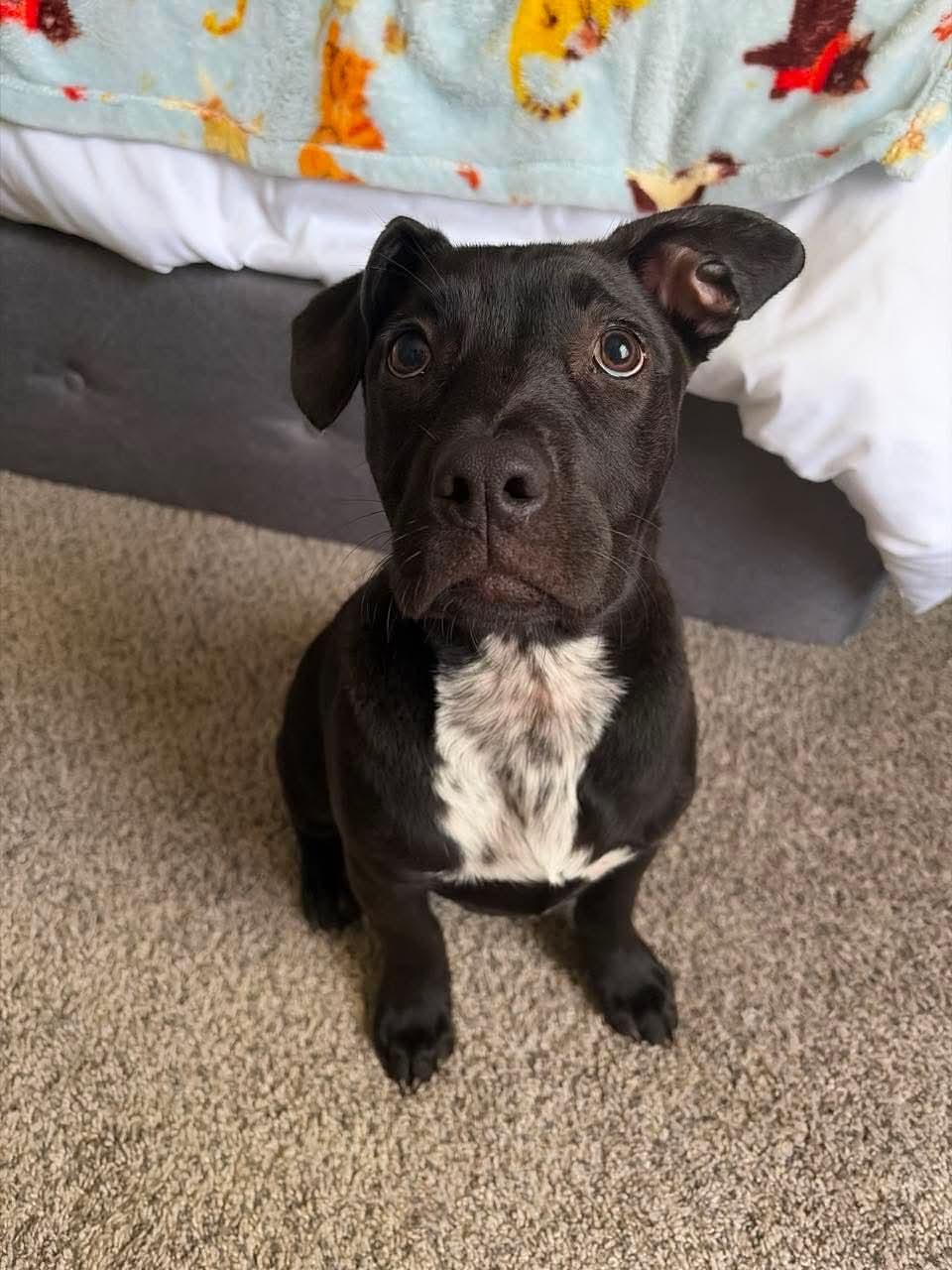 Hannah, a Adoptable mixed breed in O'Fallon, MO image 4/6
