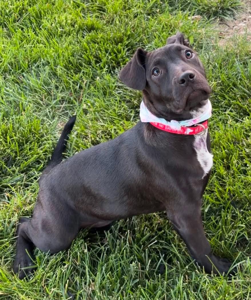 Hannah, a Adoptable mixed breed in O'Fallon, MO image 3/6