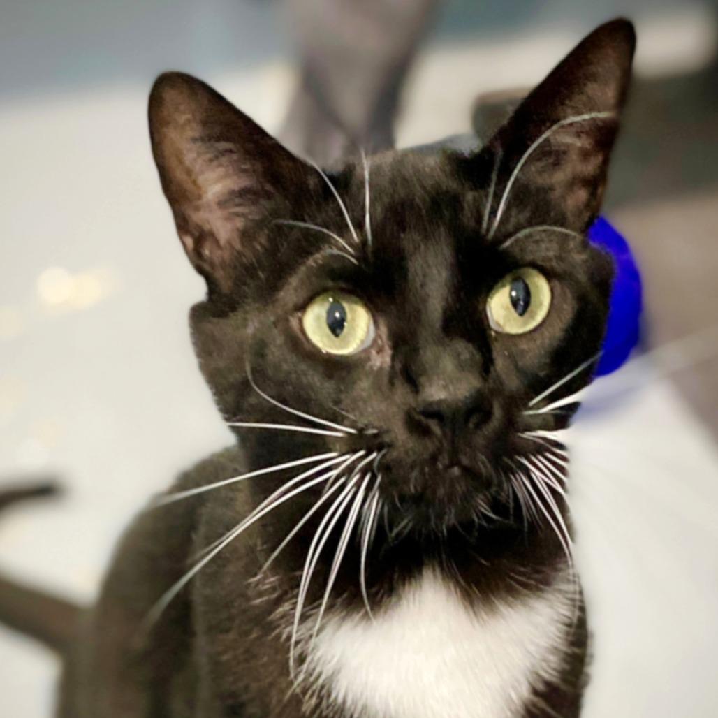 Jupiter, Adoptable, Adult Male Domestic Short Hair.