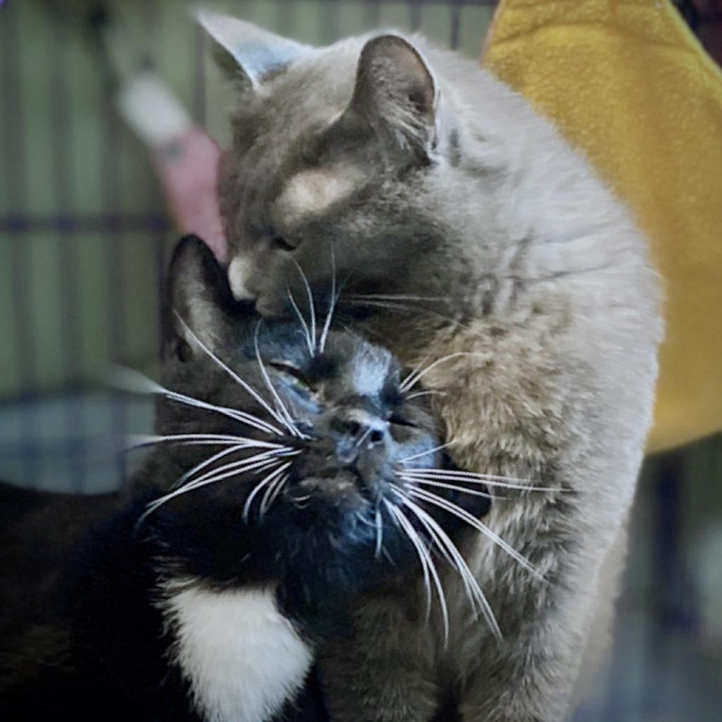 Jupiter, a Adoptable Domestic Short Hair in Milbank, SD image 2/3