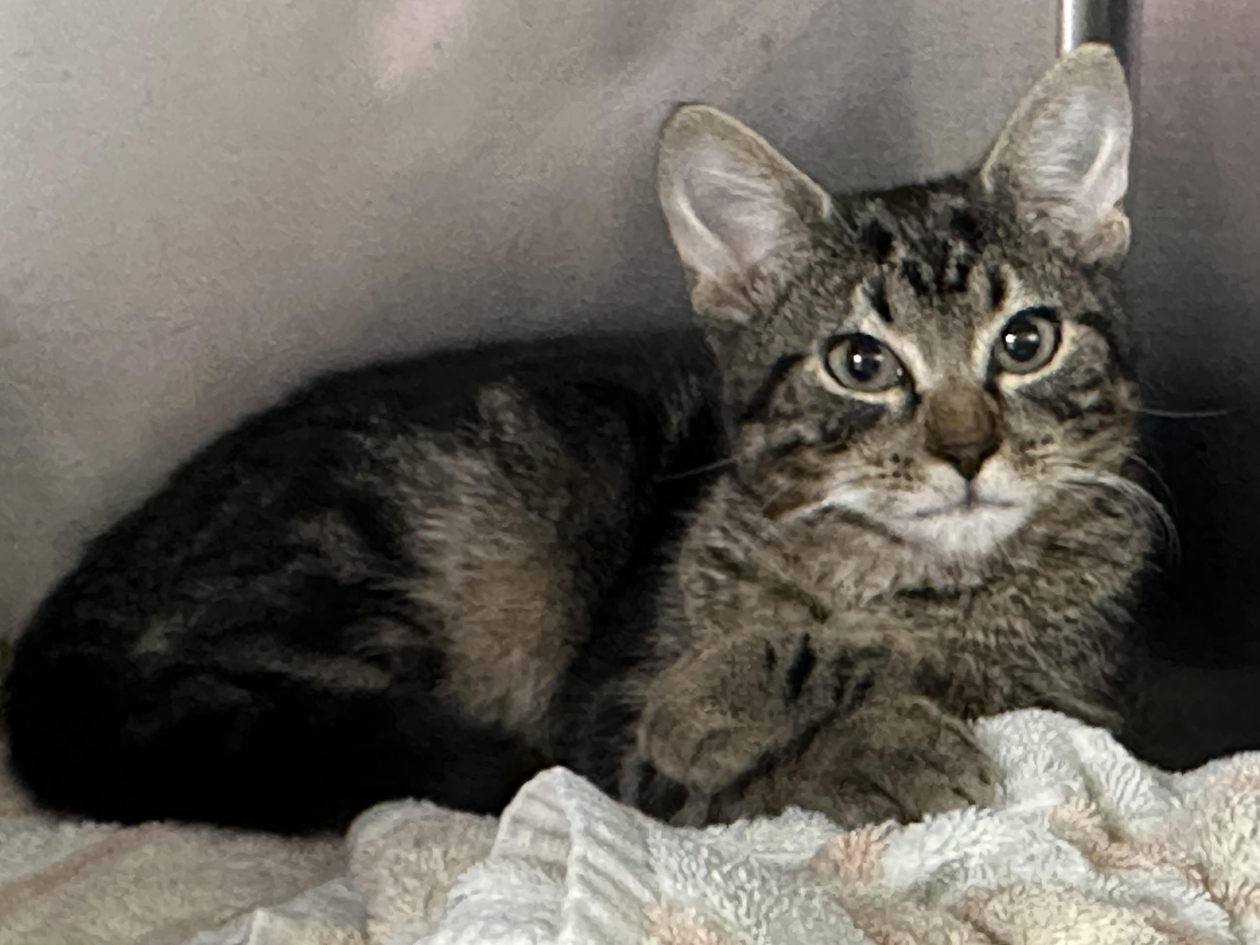 Enlarge Zena, an adopted Domestic Short Hair in Clifton, NJ image 5/5