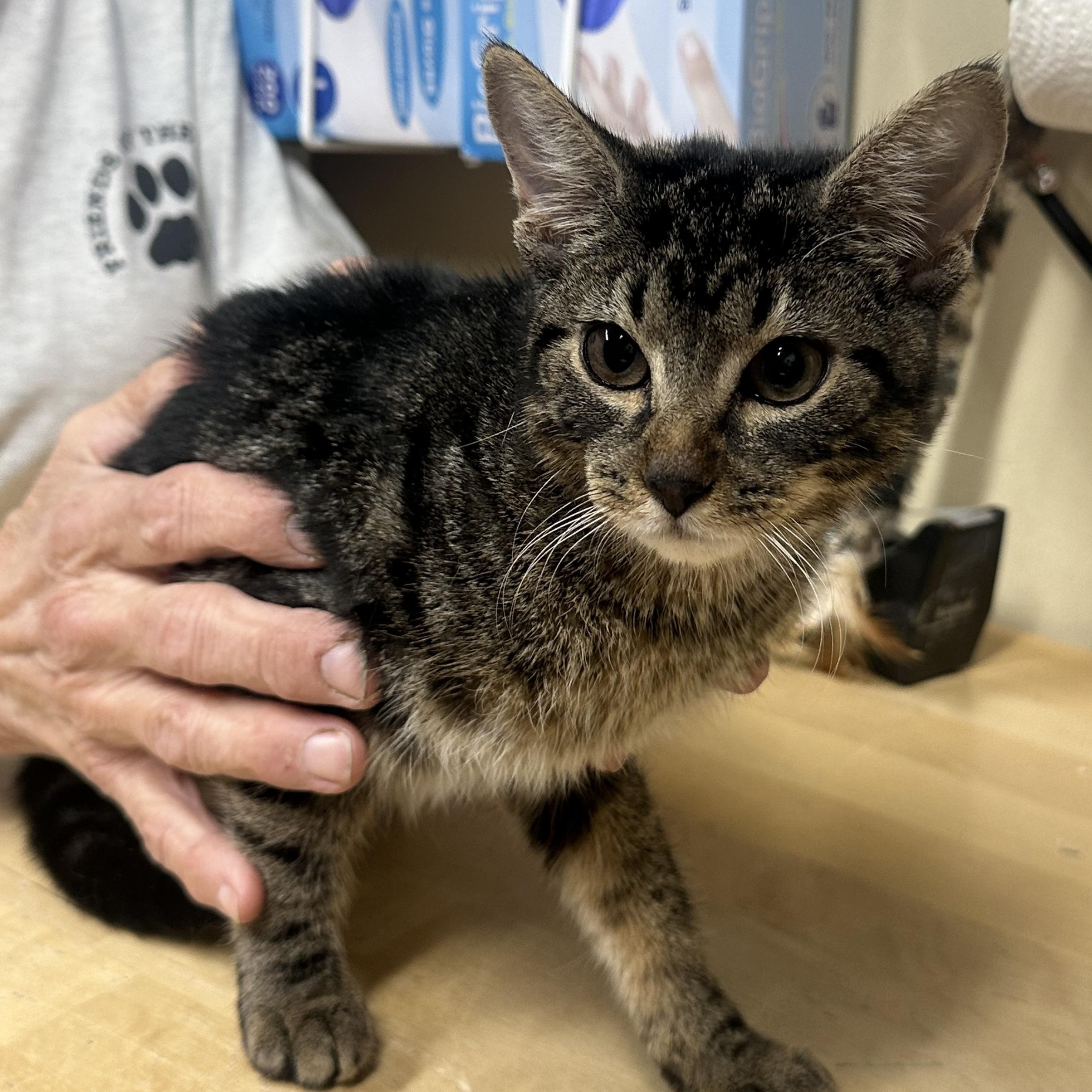 Enlarge Zena, an adopted Domestic Short Hair in Clifton, NJ image 3/5