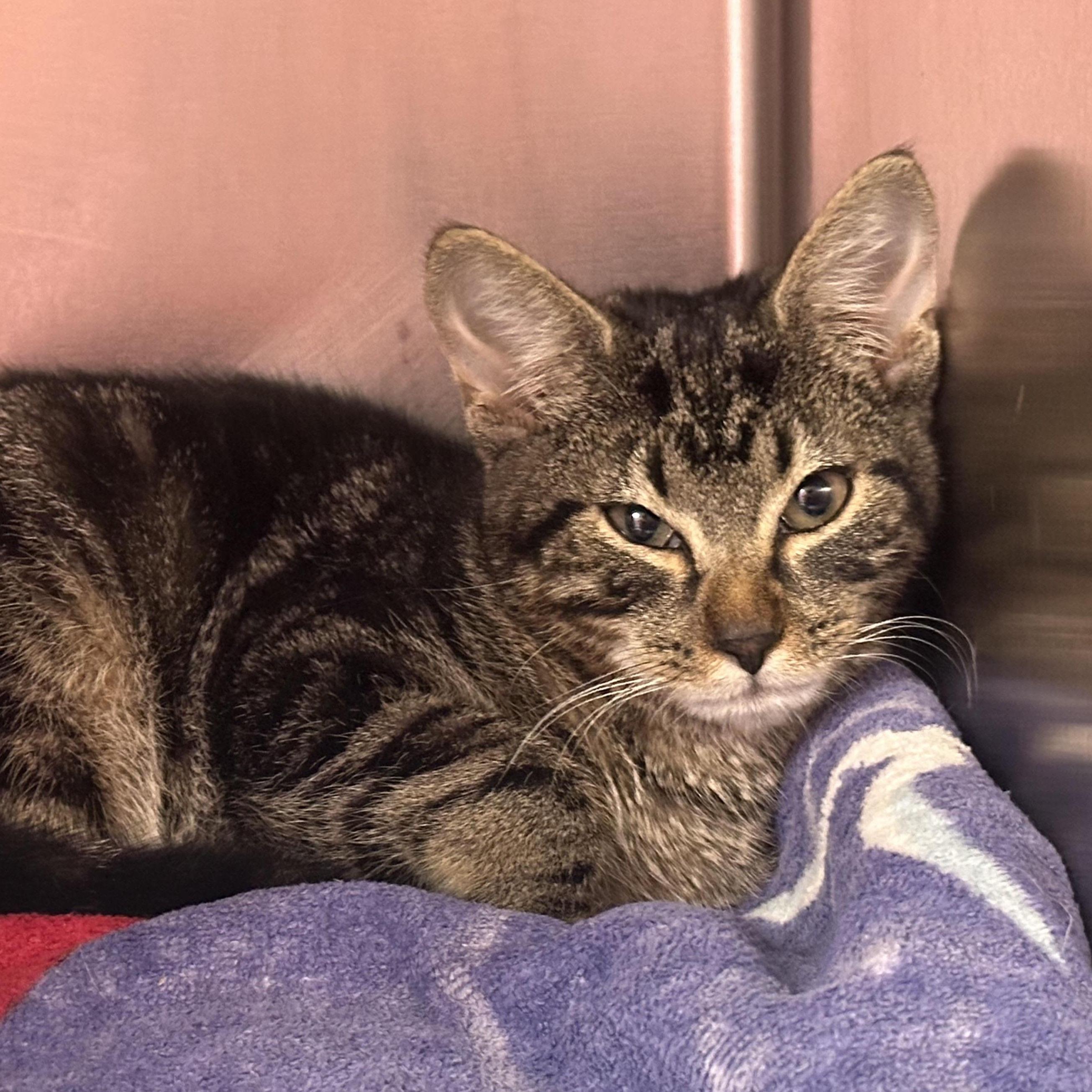Zena, adopted, Kitten Female Domestic Short Hair.
