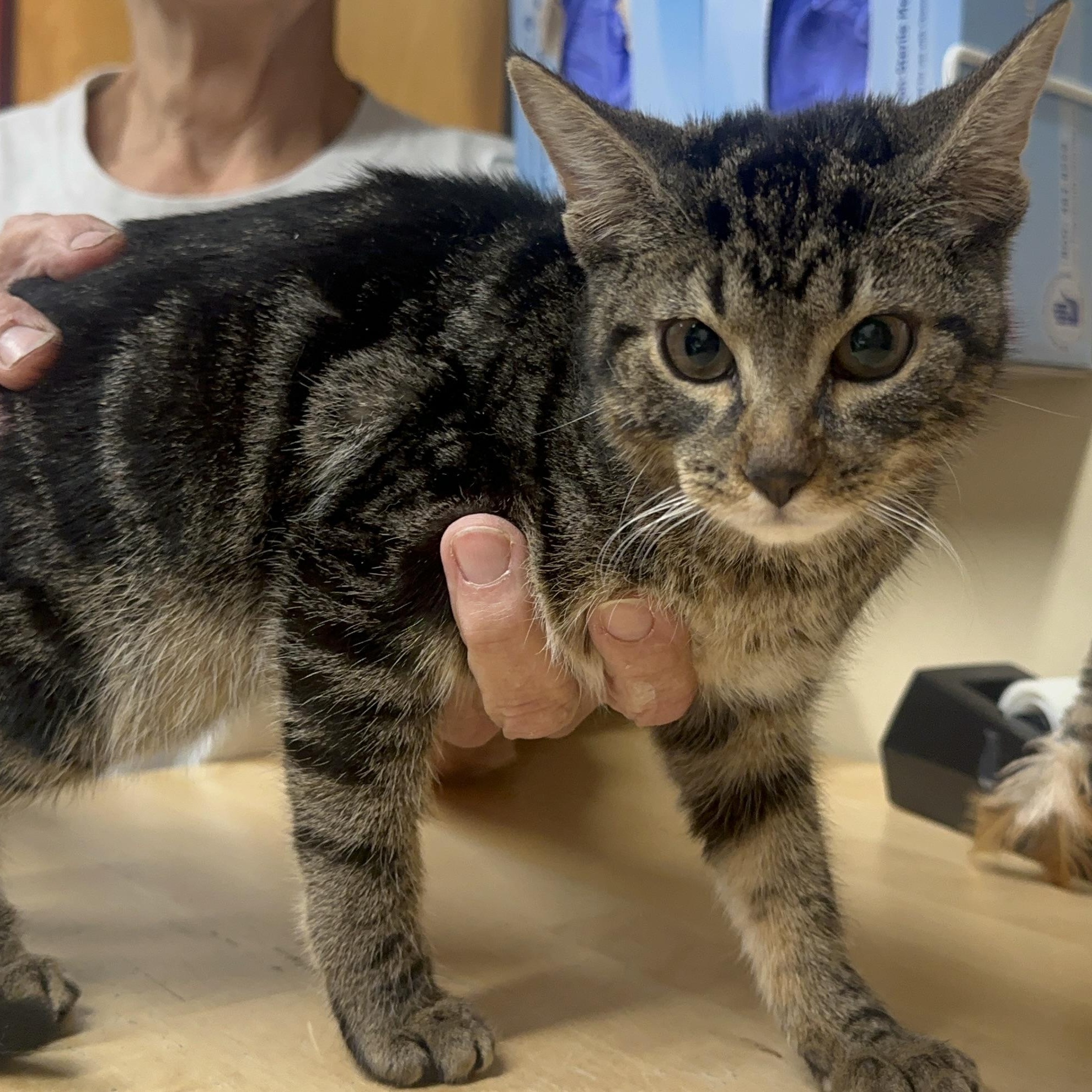 Enlarge Zena, an adopted Domestic Short Hair in Clifton, NJ image 2/5