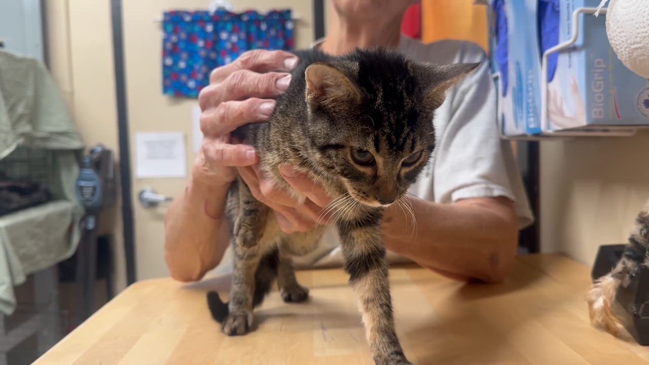 Enlarge Zena, an adopted Domestic Short Hair in Clifton, NJ video 4/5