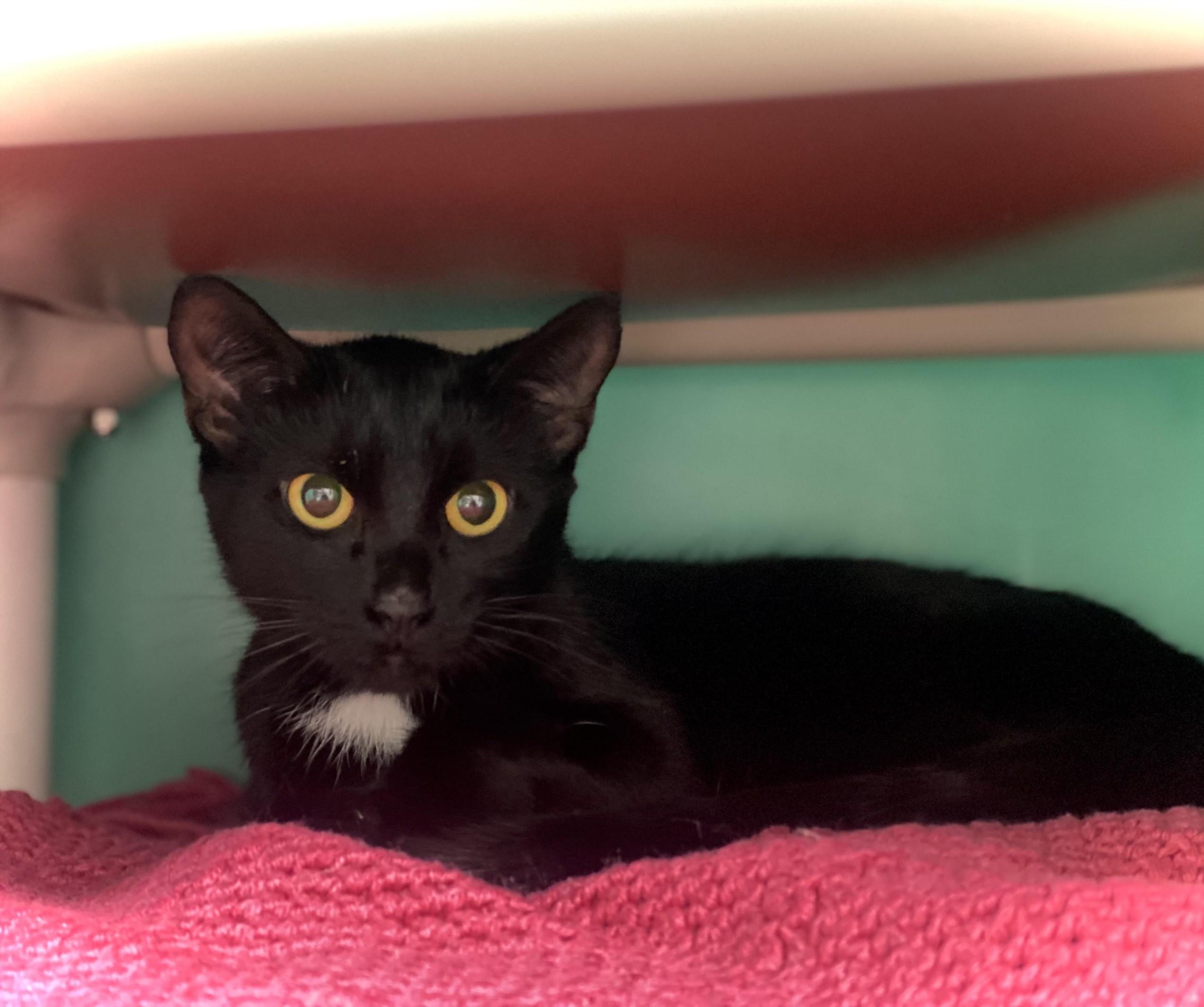 Enlarge Hakka, a Adopted Domestic Short Hair in Juneau, AK image 1/1