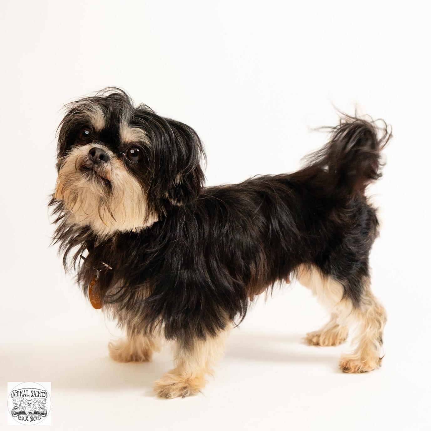 Marigold, a ADOPTABLE Shih Tzu in Fort Montgomery, NY image 5/6