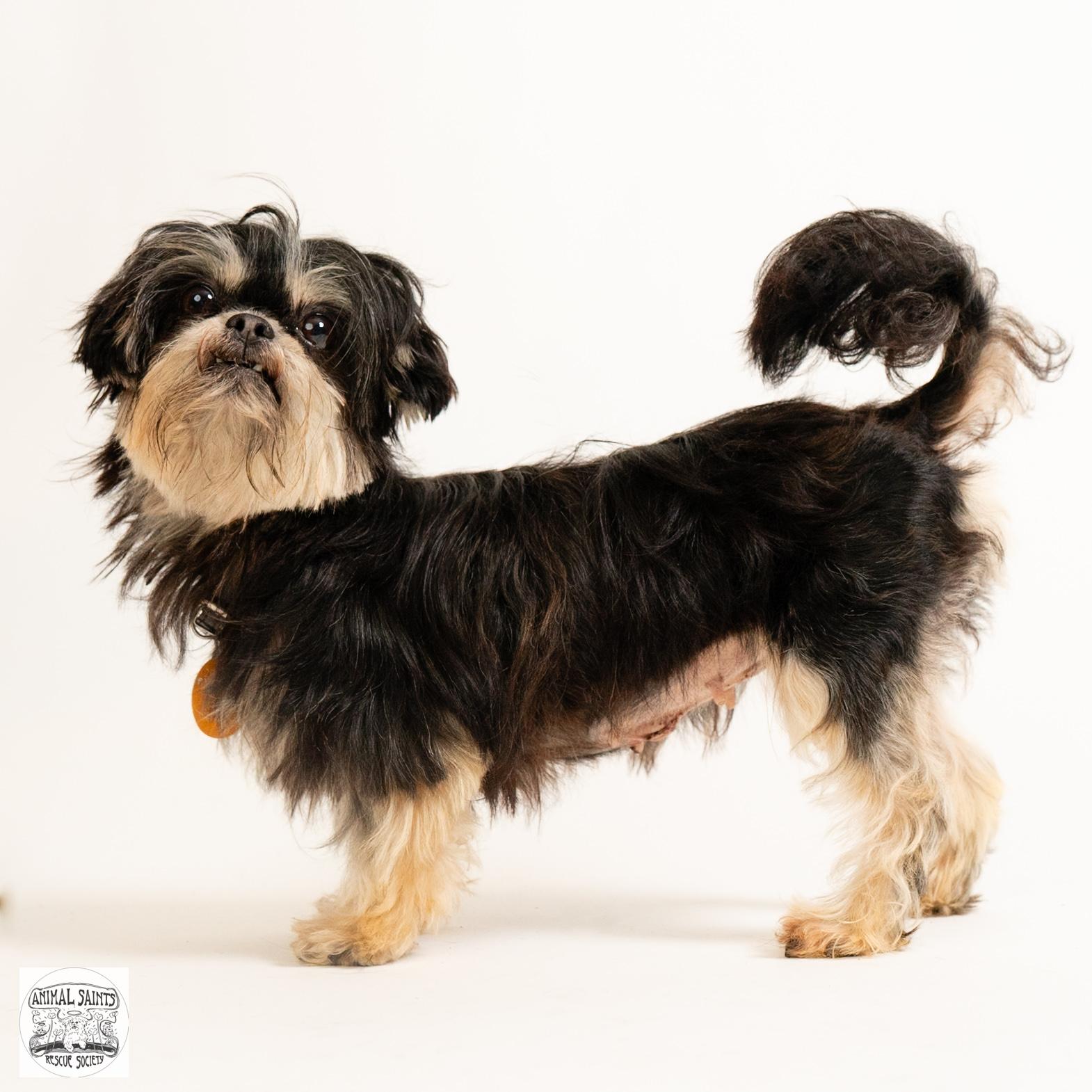 Marigold, ADOPTABLE, Young Female Shih Tzu.