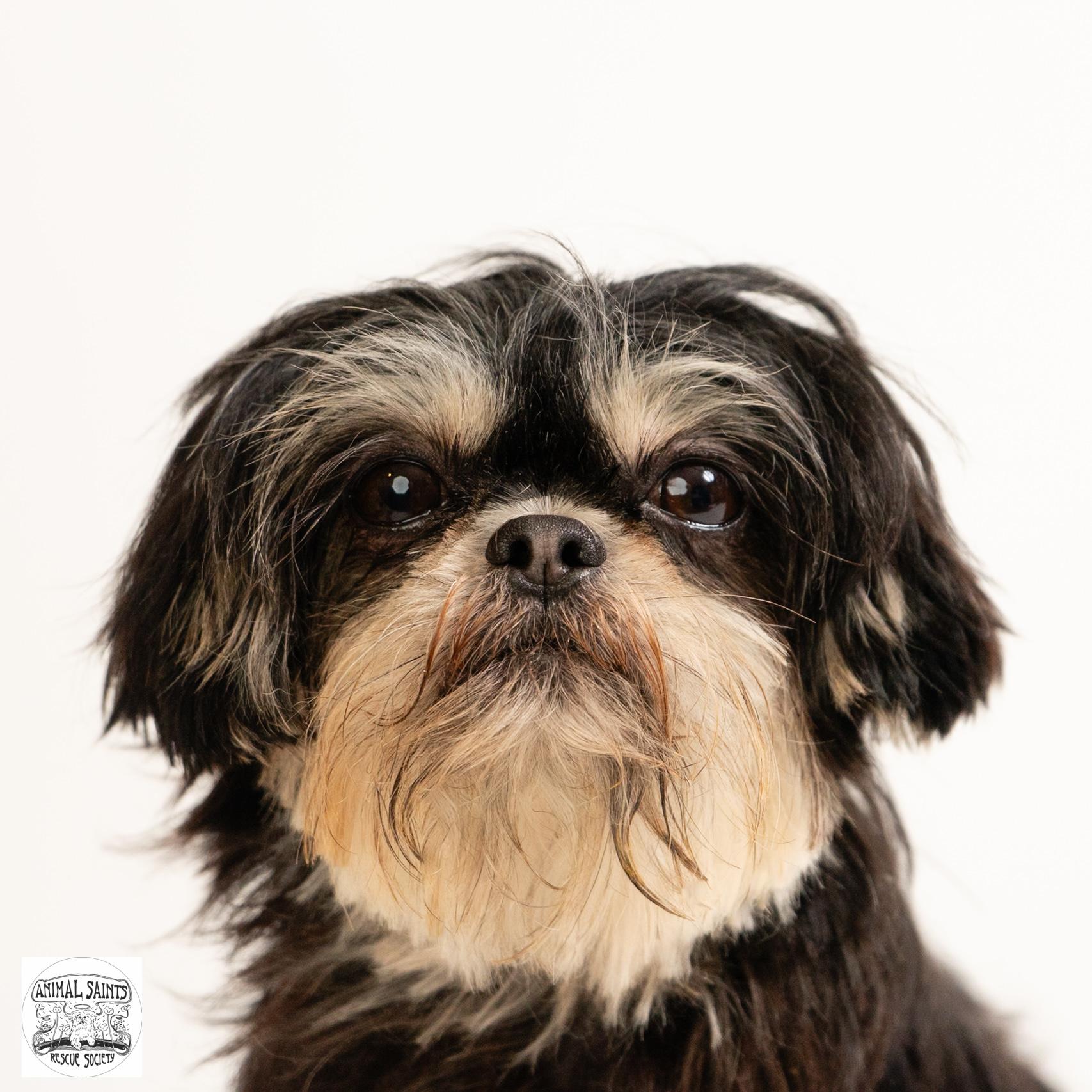 Marigold, a ADOPTABLE Shih Tzu in Fort Montgomery, NY image 2/6