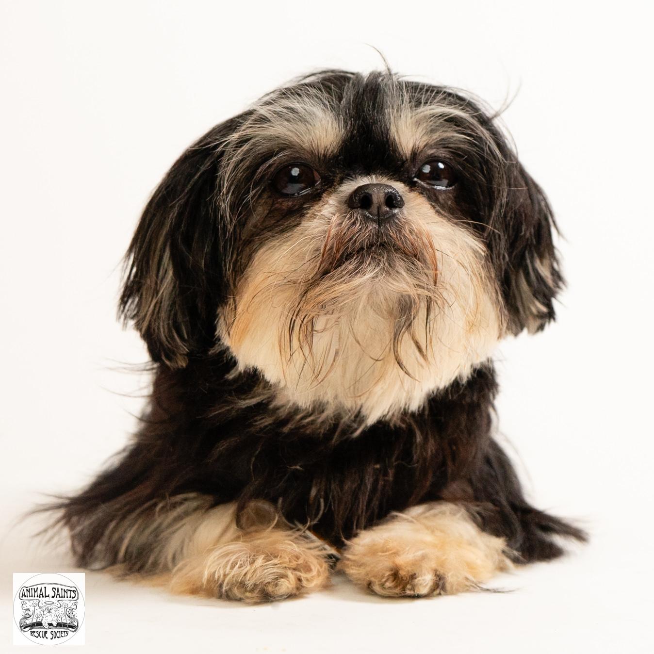 Marigold, a ADOPTABLE Shih Tzu in Fort Montgomery, NY image 3/6