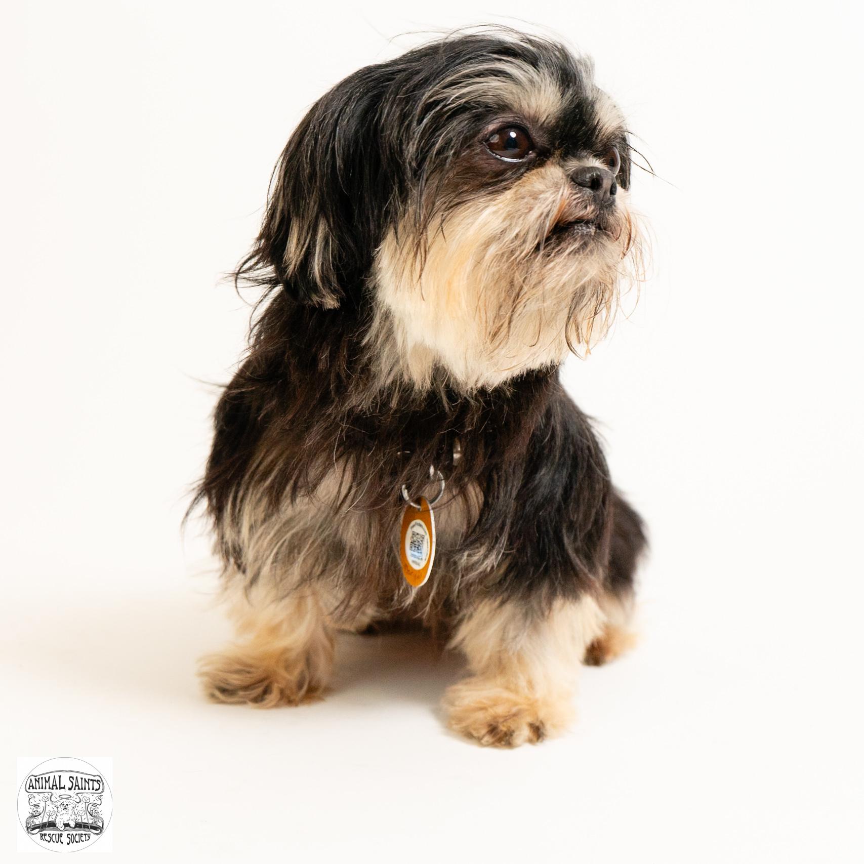 Marigold, a ADOPTABLE Shih Tzu in Fort Montgomery, NY image 4/6