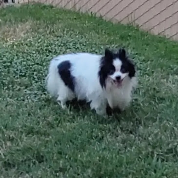Ariel, adopted, Senior Female Pomeranian.
