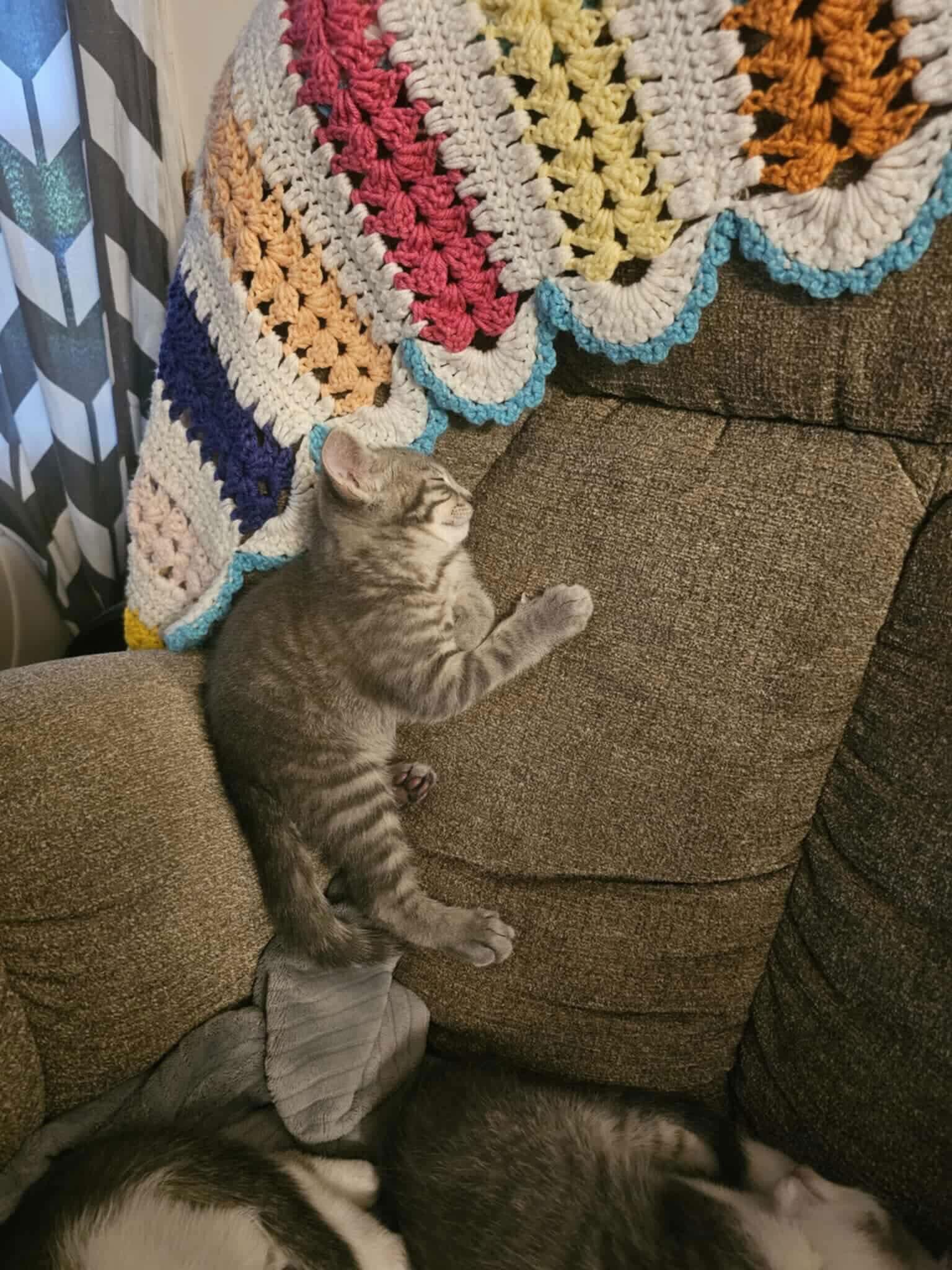 Reggie YOUNG TABBY MALE, a Adoptable mixed breed in Morehead, KY image 2/2