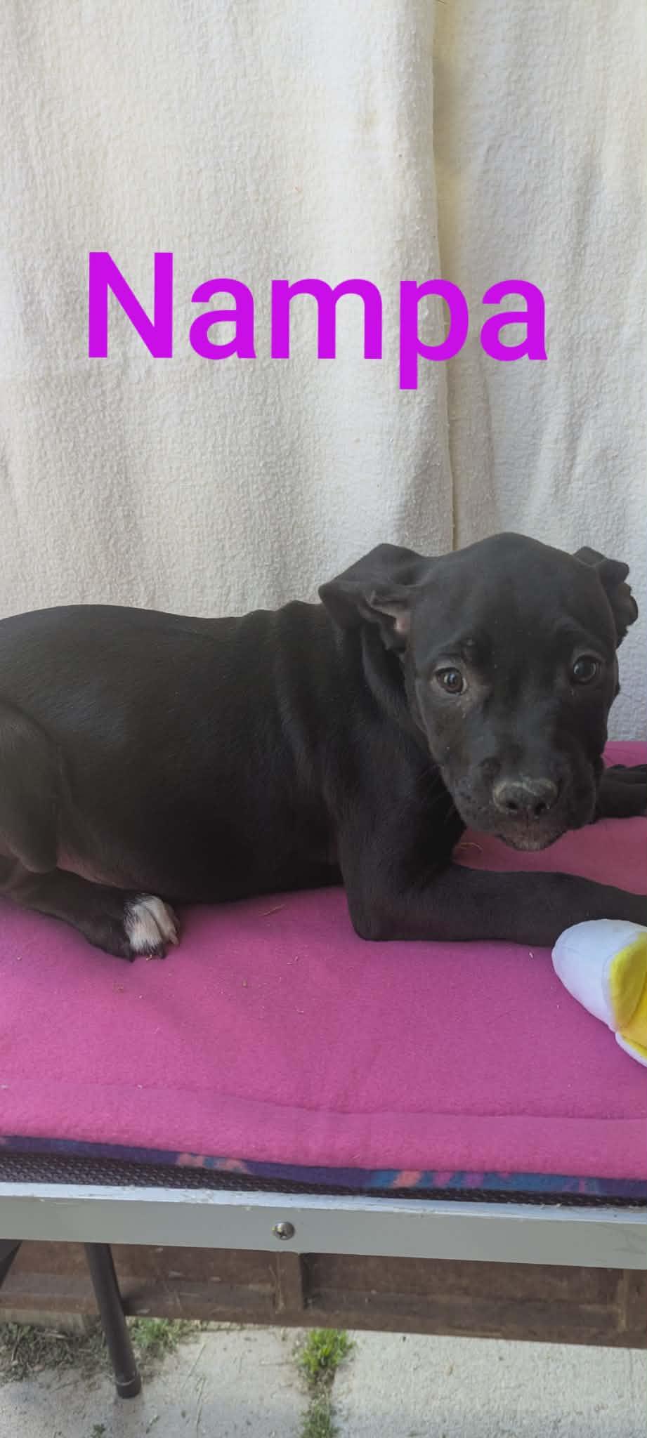 Nampa, ADOPTABLE, Puppy Female Black Labrador Retriever.