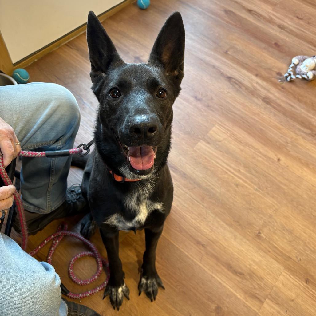 Bella, Adoptable, Adult Female Dutch Shepherd & Cattle Dog.