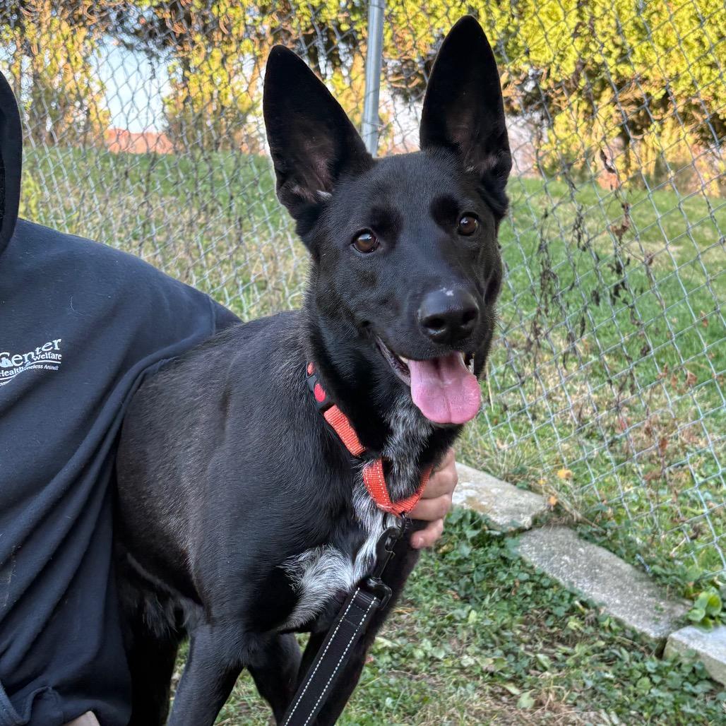 Bella, a Adoptable mixed breed in Easton, PA image 2/3