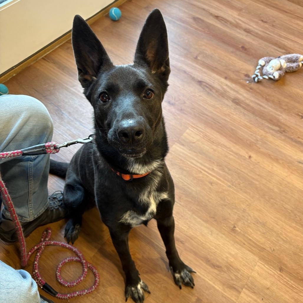 Bella, a Adoptable mixed breed in Easton, PA image 3/3