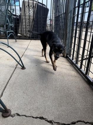 Enlarge Sebastian, a Adoptable mixed breed in Plano, TX image 3/4