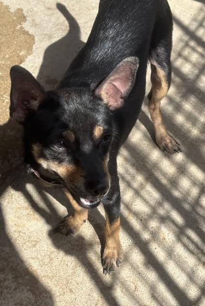 Enlarge Sebastian, a Adoptable mixed breed in Plano, TX image 4/4