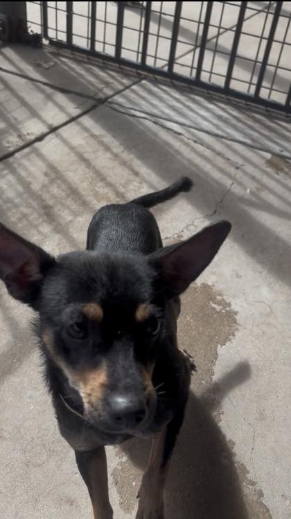 Enlarge Sebastian, a Adoptable mixed breed in Plano, TX image 2/4
