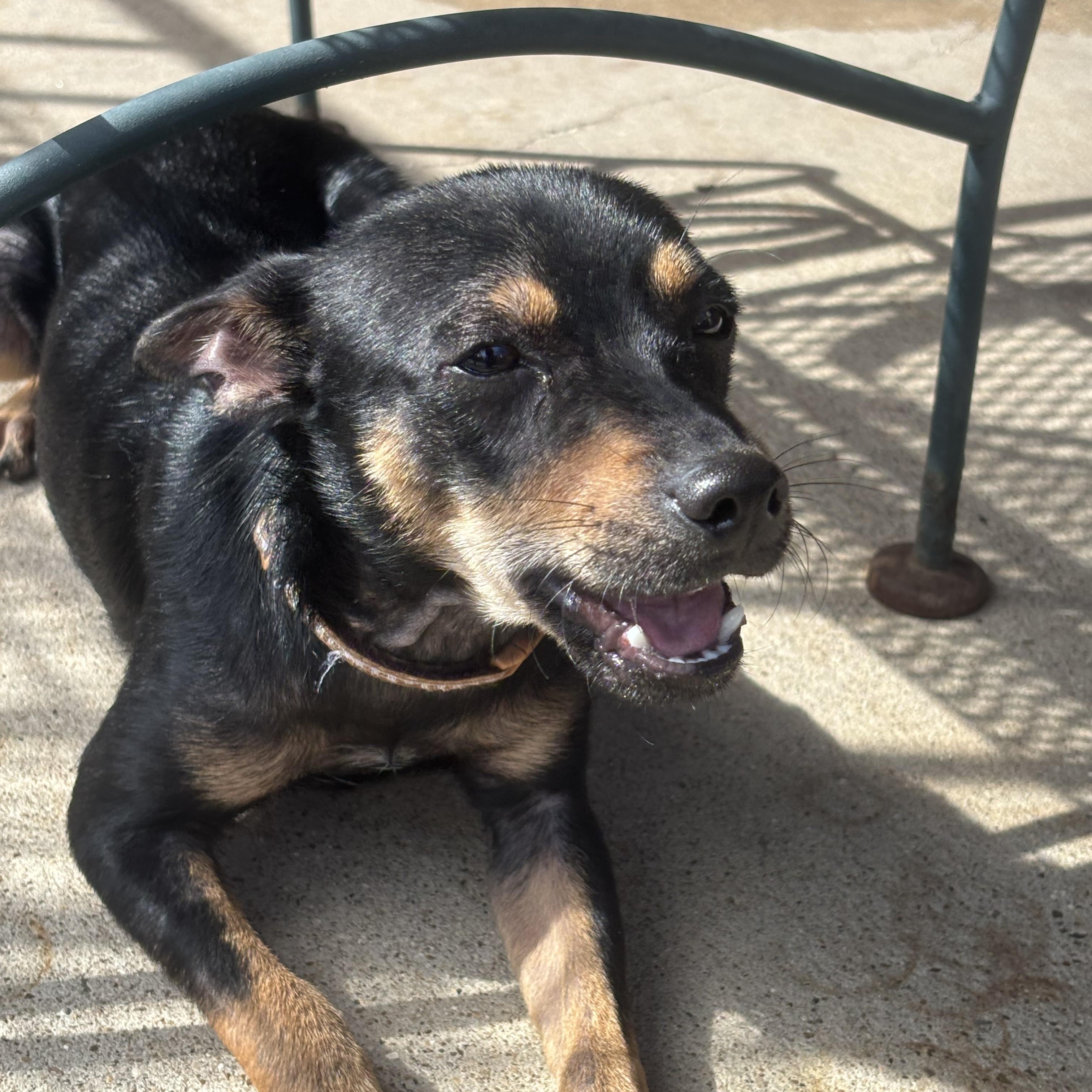 Sebastian, Adoptable, Adult Male Miniature Pinscher.