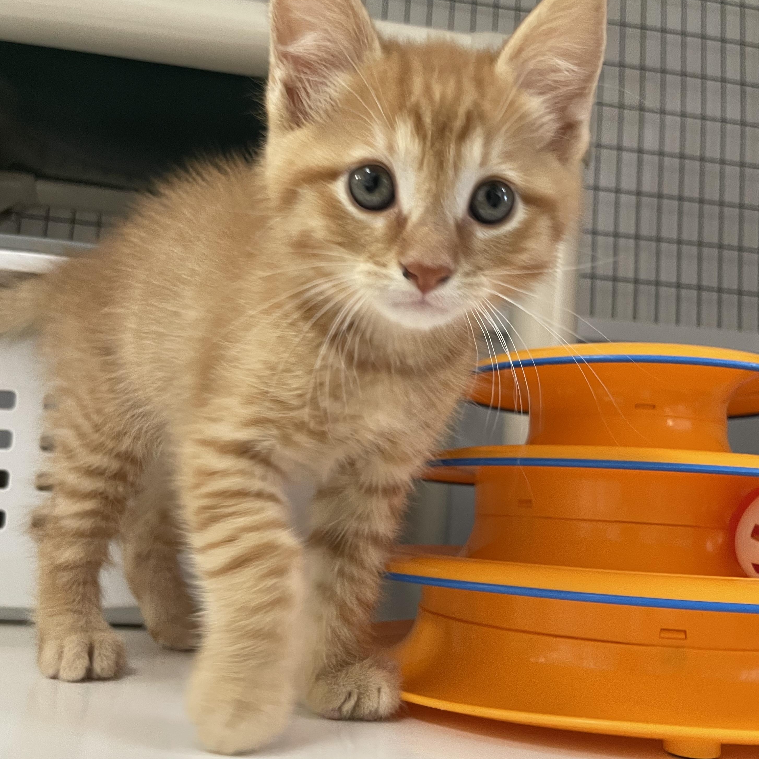 Jack, adopted, Kitten Male Domestic Short Hair.