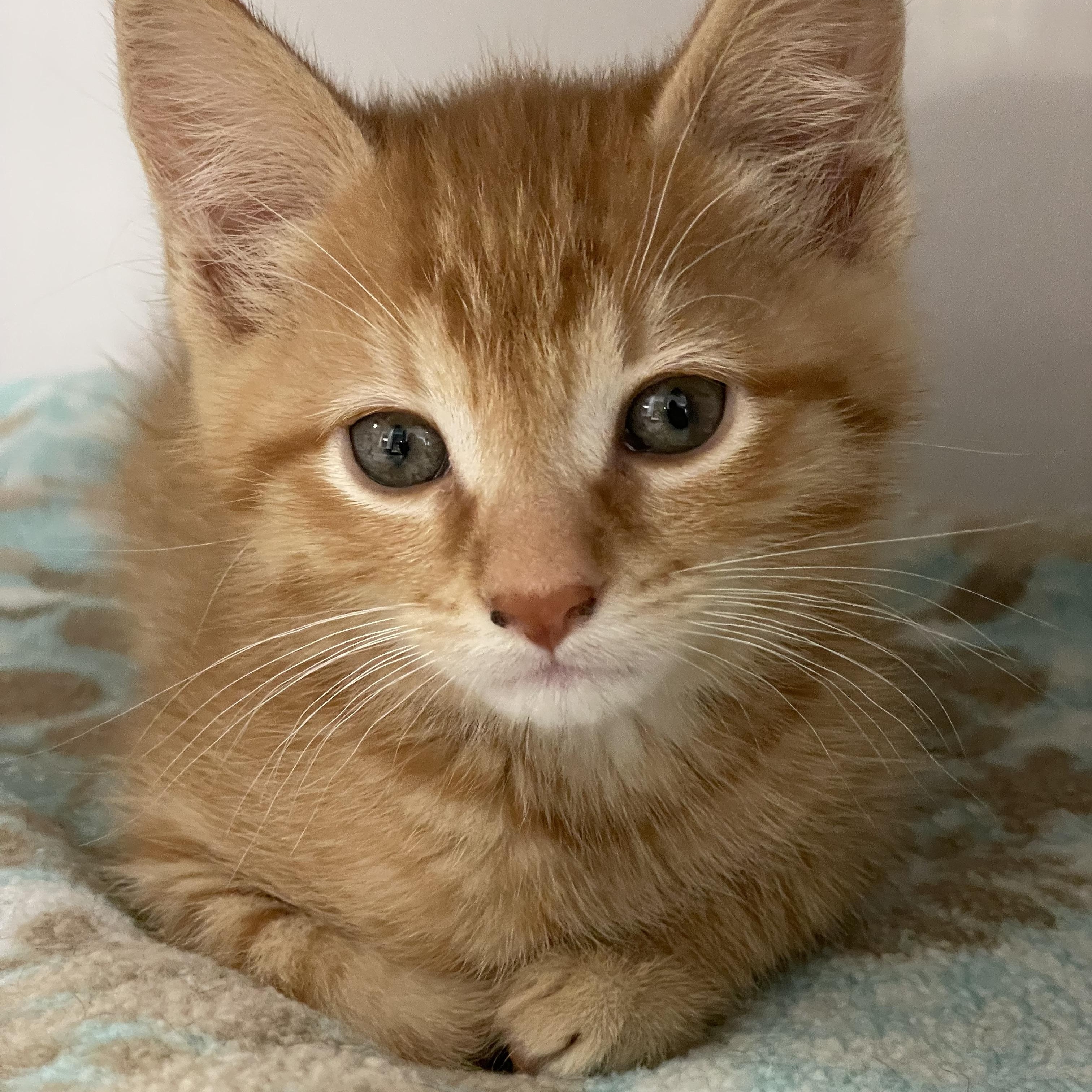 Enlarge Jack, an adopted Domestic Short Hair in Colonia, NJ image 3/3
