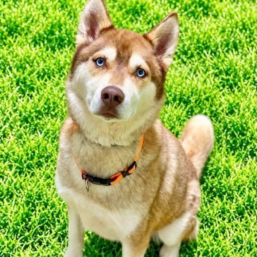 Enlarge Banjo, a Adoptable Husky in Battle Creek, MI image 1/1
