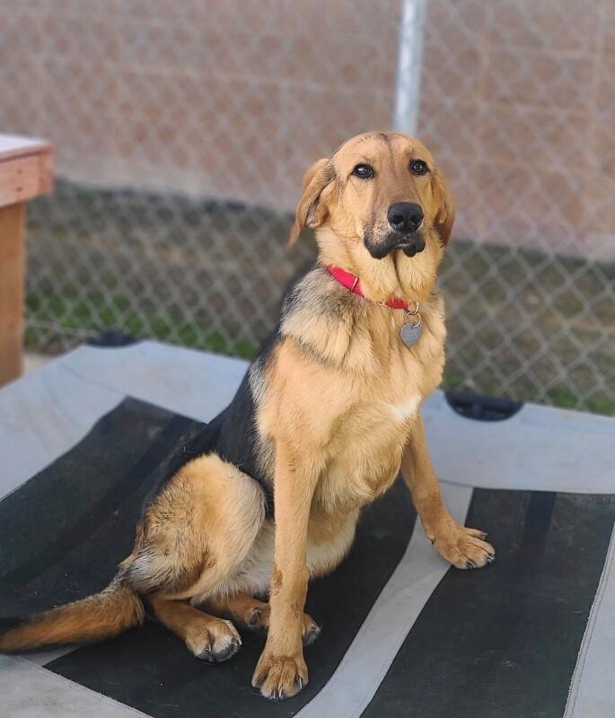 Bug, Adoptable, Young Female Mixed Breed.