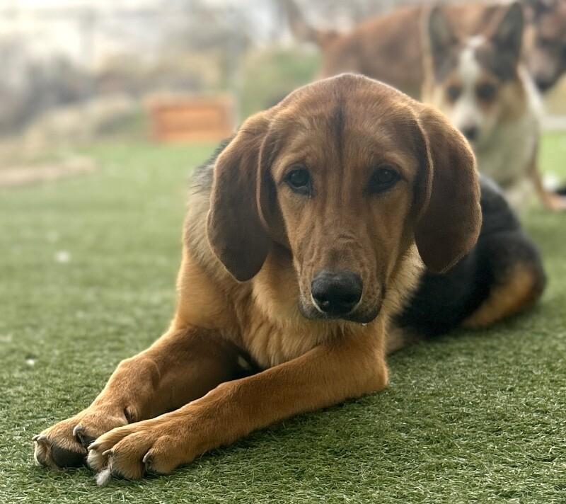 Bug, a Adoptable Mixed Breed in Fruit Heights, UT image 2/6