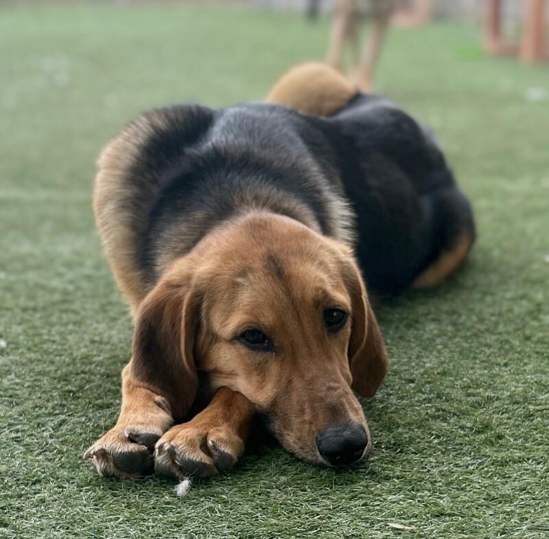 Bug, a Adoptable Mixed Breed in Fruit Heights, UT image 3/6
